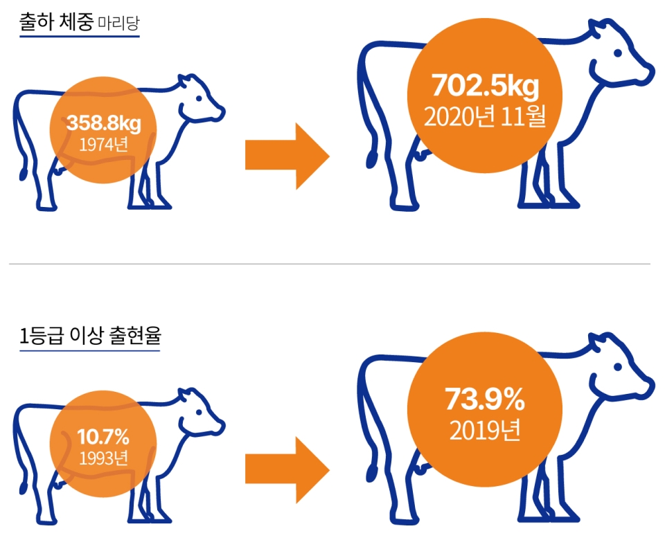 마리당 출하 체중과 1등급 이상 출현율을 나타낸 인포그래픽
