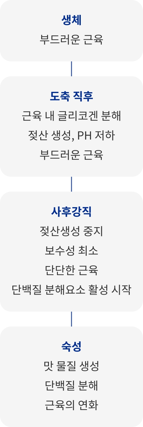 생체 - 도축 직후 - 사후강직 - 숙성