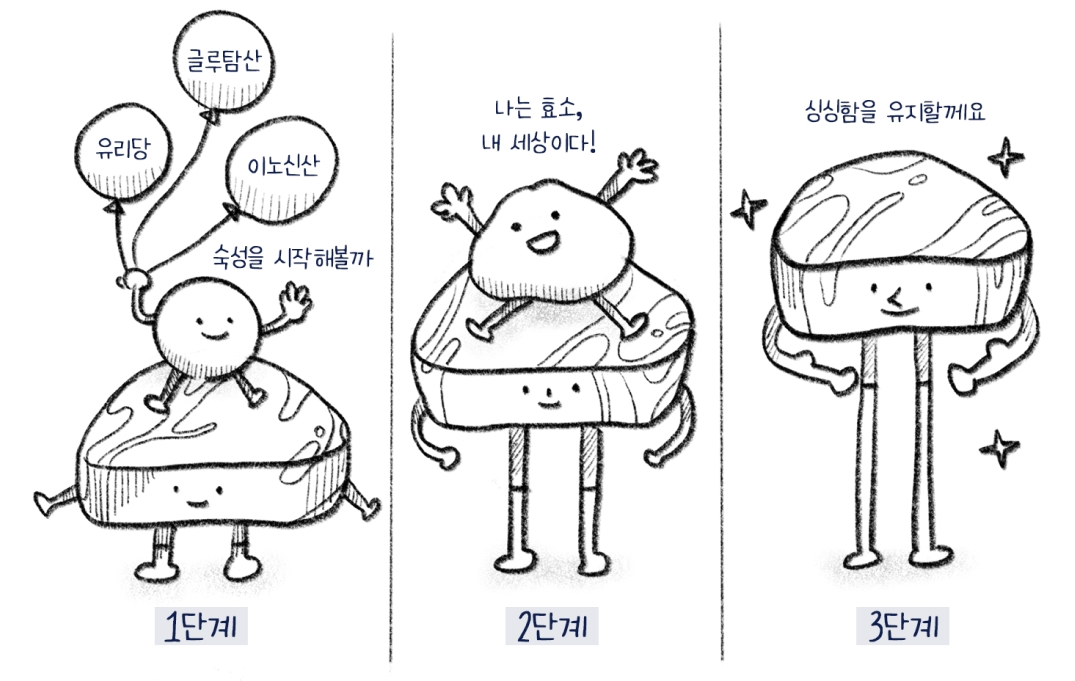 1단계 글루탐산, 유리당, 이노신산 - 숙성을 시작해볼까, 2단계 나는 효소, 내 세상이다!, 3단계 싱싱함을 유지할게요