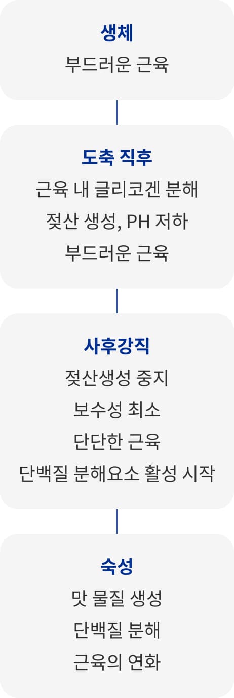 생체 - 도축 직후 - 사후강직 - 숙성
