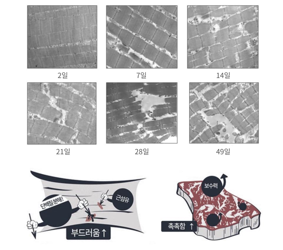 촉촉함과 부드러움이 상승한 4℃ 숙성 한우육의 조직 변화