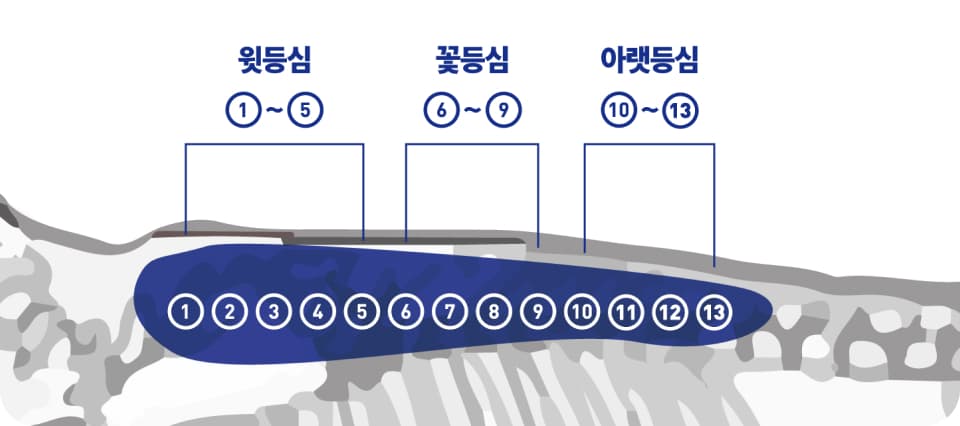 윗등심, 꽃등심, 아랫등심 구분