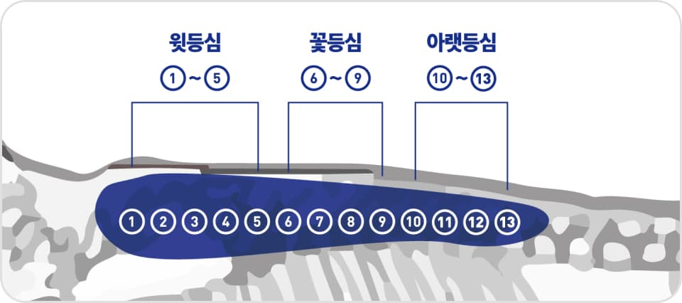 윗등심, 꽃등심, 아랫등심 구분