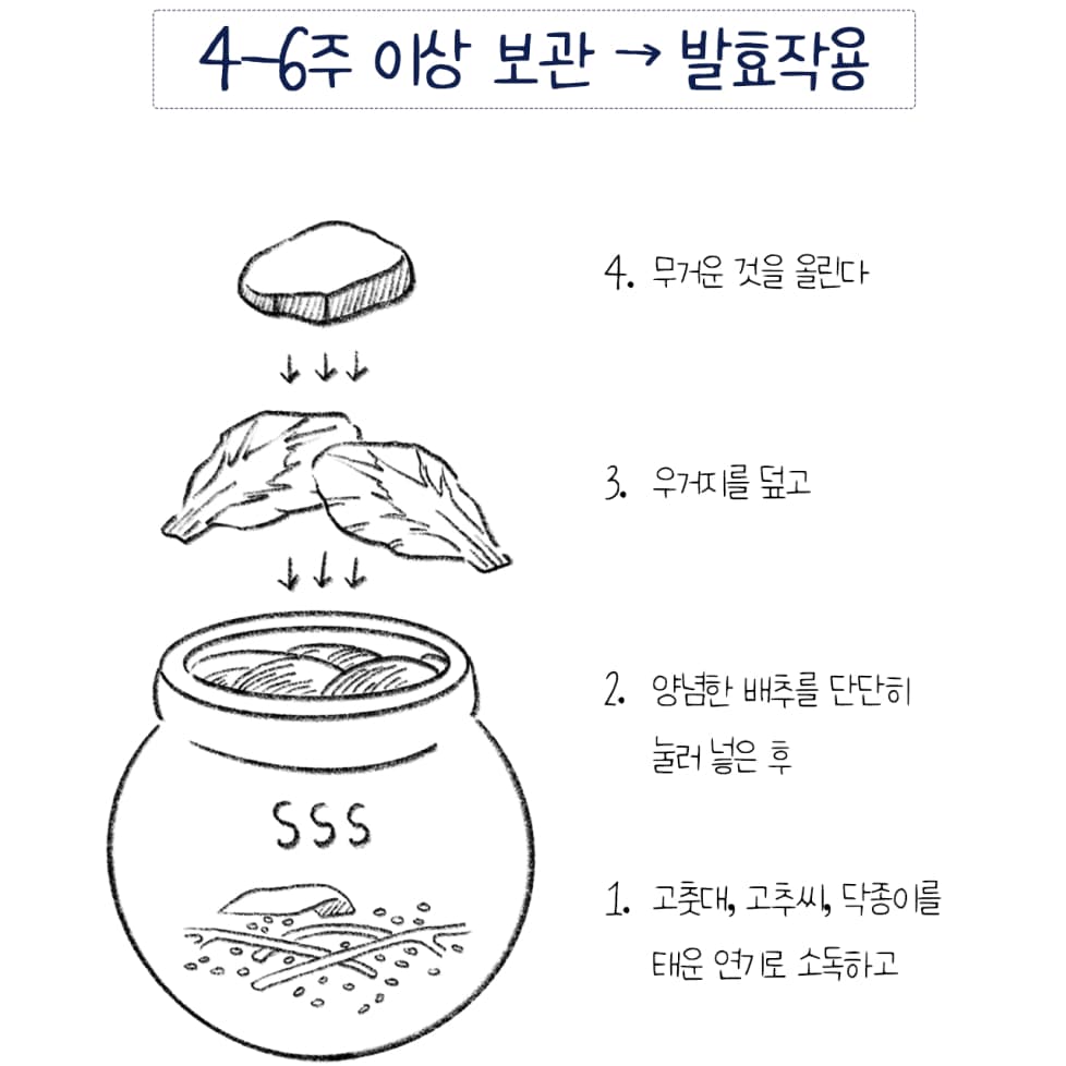 4-6주 이상 보관 → 발효작용, 고춧대, 고추씨, 닥종이를 태운 연기로 소독하고 양념한 배추를 단단히 눌러 넣은 후 우거지를 덮고 무거운 것을 올린다.