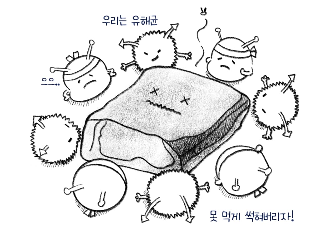 유해균이 못 먹게 썩히는 고기