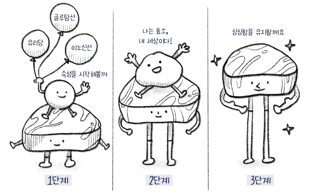 1단계 글루탐산, 유리당, 이노신산 - 숙성을 시작해볼까, 2단계 나는 효소, 내 세상이다!, 3단계 싱싱함을 유지할게요